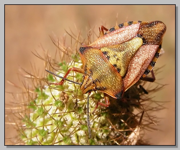 Carpocoris mediterraneus mediterraneus